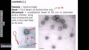 The lambda lineage was classified as a variant of interest (voi) by the world health. Lambda Phage Structure Youtube