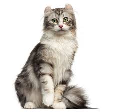 Most Expensive Cat Breeds In The World People Com
