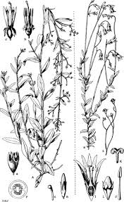 The foliage is low and mat forming and will spread to 2' wide and remain fairly evergreen. Campanulaceae Juss Plants Of The World Online Kew Science