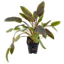 Dieses angebot umfasst verschiedene sorten cryptocorynen im 5x5 topf für ihr aquarium! Cryptocoryne Wendtii Indonesia Wasserpflanzen Aquarienpflanzen Planted Aquarium