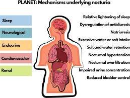 Image result for Nocturia