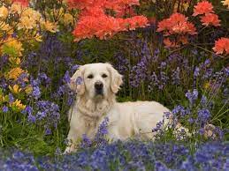 Free Wallpaper Desktop Wallpaper And Free Screensavers Dog Wallpaper Golden Retriever Dogs