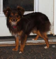 With their spunky attitudes and fluffy coats, it's no wonder that so many people consider getting an australian shepherd puppy. Small Red Tri Toy Australian Shepherd Puppy Toy Aussie For Sale In Mesa Arizona Classified Americanlisted Com