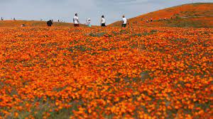 Hours may change under current circumstances As California Poppy Fields Bloom Officials Search For Couple That Landed Helicopter On Reserve Abc News