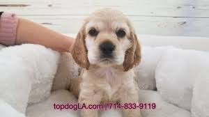 When i got my first yorkie puppy i wanted to find a great groomer to tend to her and give her a proper yorkie cut not a poodle or schnauzer cut. Cocker Spaniel Puppy For Sale In La Mirada Ca Adn 69440 On Puppyfinder Com Gender Mal Cocker Spaniel Puppies Cocker Spaniel Puppies For Sale Spaniel Puppies