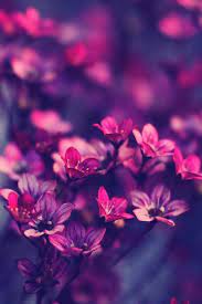 25 Beautiful Flowers In The World Decoratop Purple Flowers Wallpaper Most Beautiful Flowers Purple Wildflowers