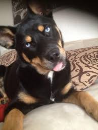 The idea of a rottweiler husky mix is something that rottsky pups going to the vet. Pin On Dogs I Want