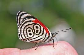 Mariposa 88 De La Buena Suerte Captada En Colombia Yalosabes Com