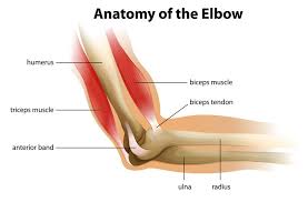 What are common knee tendon anatomy diagram from image.slidesharecdn.com. Distal Biceps Tear What You Should Know Video Town Center Orthopaedic Associates