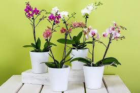 According to sources, the land became much cheaper during the last few years in some parts of europe, and expat focus provides insight into this matter. The Best Orchid Pots Containers For Repotting Orchids Better Gardener S Guide