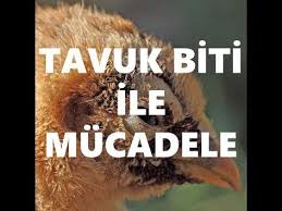 Tavuk Bitine Kesin Cozum Sebacil Ve Mazot Youtube Mazot Tavuk