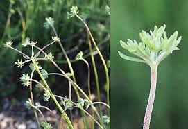 Image result for Microstegium fasciculatum