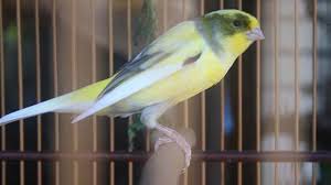 Check spelling or type a new query. 14 Langkah Cara Ternak Burung Kenari Untuk Pemula Terbukti