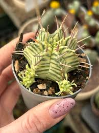 Image result for Euphorbia