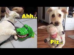Dog And Cat Reaction To Toy Funniest Dog Cat Toy Reaction Compilation Youtube Cute Cats Cute Animals Cat Toys
