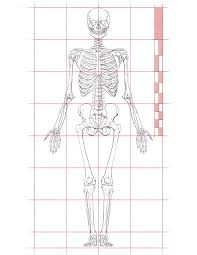 John Hartman Illustration Artistic Anatomy Dr Paul Richer Skeletal Study 7 1 2 Head Proporti Human Figure Drawing Human Anatomy Drawing Anatomy For Artists