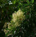 Image result for Nuxia floribunda