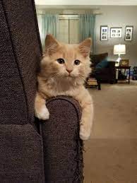 Hi Just Hangin Out Cute Cat Beautifulcats Cute Cats Cats Pretty Cats