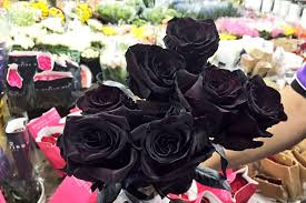 images?q=tbn:ANd9GcS70lfWlygY_TT3Y09J_JK