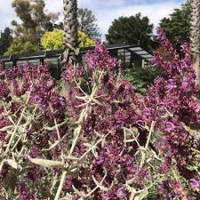 Image result for Dicliptera sericea