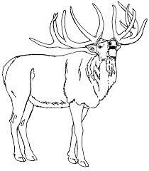 Can you tell the difference between an elk and a moose? North American Elk Coloring Pages Download Print Online Coloring Pages For Free Color Nimbus