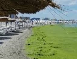 Mare De Alge Pe Plaja De La Mamaia Fenomenul Nu A Mai Avut Loc De 10 Ani Video Spotmedia Ro