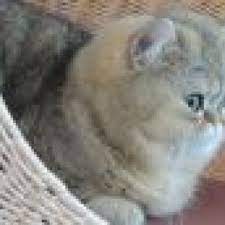 Erst bei starkem befall, wenn die würmer schon sehr schädlich für die gesundheit der. Duftkerzen Schadlich Fur Katzen