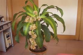 别名：香龙血树、巴西铁树、巴西千年木、金边香龙血树、中斑龙血树、巴西龙血树 分类：灌木花卉 科属：植物界 被子植物门 单子叶植物纲 百合目 龙舌兰科 龙血树属 盛花期：春季. å·´è¥¿æœ¨å¼€èŠ±æœ‰æ¯'å— èŠ±è¯­ç½'