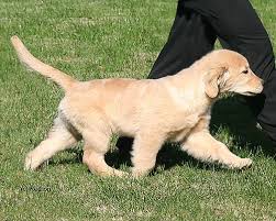 Golden retriever puppies for sale in vancouver bc. Our Boys Hillock Goldens Golden Retrievers Ligonier Pennsylvania Golden Retriever Retriever Dogs Golden Retriever