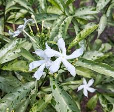 Image result for Tabernaemontana