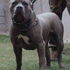 Pitbull xxl size male puppy for sale in india champion import line 9350926445 show quality top blood line male and female puppies avilable for sale in. American Xxl Bully Puppies Are American Bully Delhi Ncr Facebook