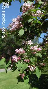 Image result for Kolkwitzia amabilis