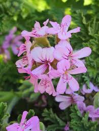 Image result for Pelargonium graveolens