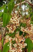 Image result for Dalbergia boehmii