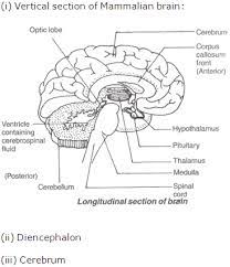 Frank Modern Certificate Solutions For Class 10 Biology Icse Chapter 9 Nervous System Topperlearning
