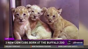 Peter navarro's white house departure is already a brutal meme. 3 Lion Cubs Born At Buffalo Zoo Abc10 Com