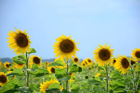 Sorry, we are having trouble with that url right now. Atlanta S Top 5 Spring Flower Festivals Atlanta Food Walks