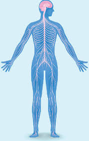 Image result for Autonomic Dysfunction