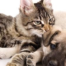 Explore other popular pets near you from over 7 million businesses with over 142 million reviews and opinions from yelpers. Pet Grooming Pet Go Groupon