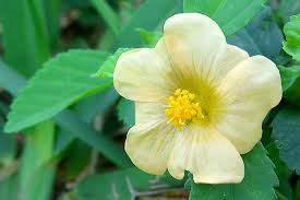 Image result for Sida ovata