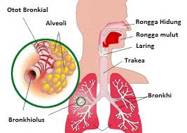 Pernapasan merupakan proses pengambilan oksigen dan pelepasan karbon dioksida. Sistem Respirasi Manusia Pengertian Fungsi Organ Dan Gambar