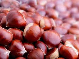 Update pokok kacang panjang these pictures of this page are about:pokok kacang kuda. Pokok Kastanye Adalah Penghuni Purba Planet Kita Pokok 2021