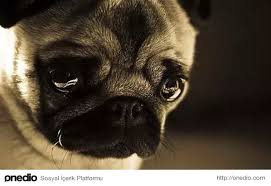 Keder Ve Izdirapla Can Ciger Kuzu Sarmasi Olmus 19 Huzunlu Pug Pug Pug Kopekler Kopek