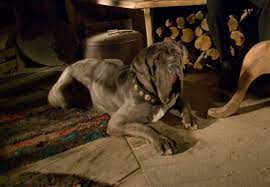See full list on harrypotter.fandom.com The Best Dogs Of The Wizarding World Wizarding World