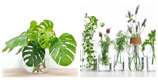 5 decoración con plantas en las ventanas. Plantas En Agua Para Interior Rsvponline