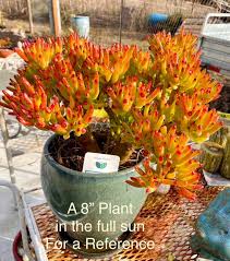 Image result for Crassula alticola