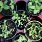 IN PERSON: Seedling Swap