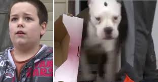Pit Bull Protects 9-Year-Old Boy From Masked Intruder