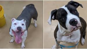 Footwear company and national pet brand announce their plan to help save animal lives and improve pet health through pet adoptions and animal welfare programs. Check Out The Pets You Can Adopt Fee Free In Minneapolis On Friday Bring Me The News