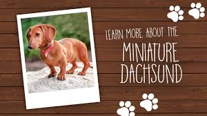 Join millions of people using oodle to find puppies for adoption, dog and puppy listings, and other pets adoption. Dachshund Puppies Pets N Pals Staunton Va